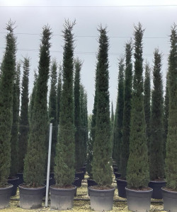 CUPRESSUS sempervirens STRICTA En pot de 130-150 litres hauteur 400-450 cm
