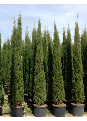CUPRESSUS sempervirens STRICTA En pot de 50-70 litres hauteur 300-350 cm