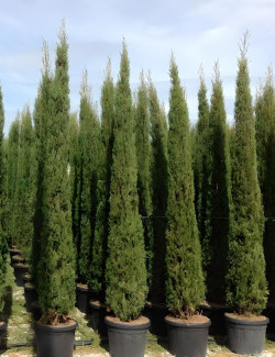 CUPRESSUS sempervirens STRICTA En pot de 50-70 litres hauteur 300-350 cm