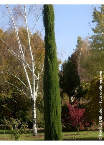 CUPRESSUS sempervirens TOTEM