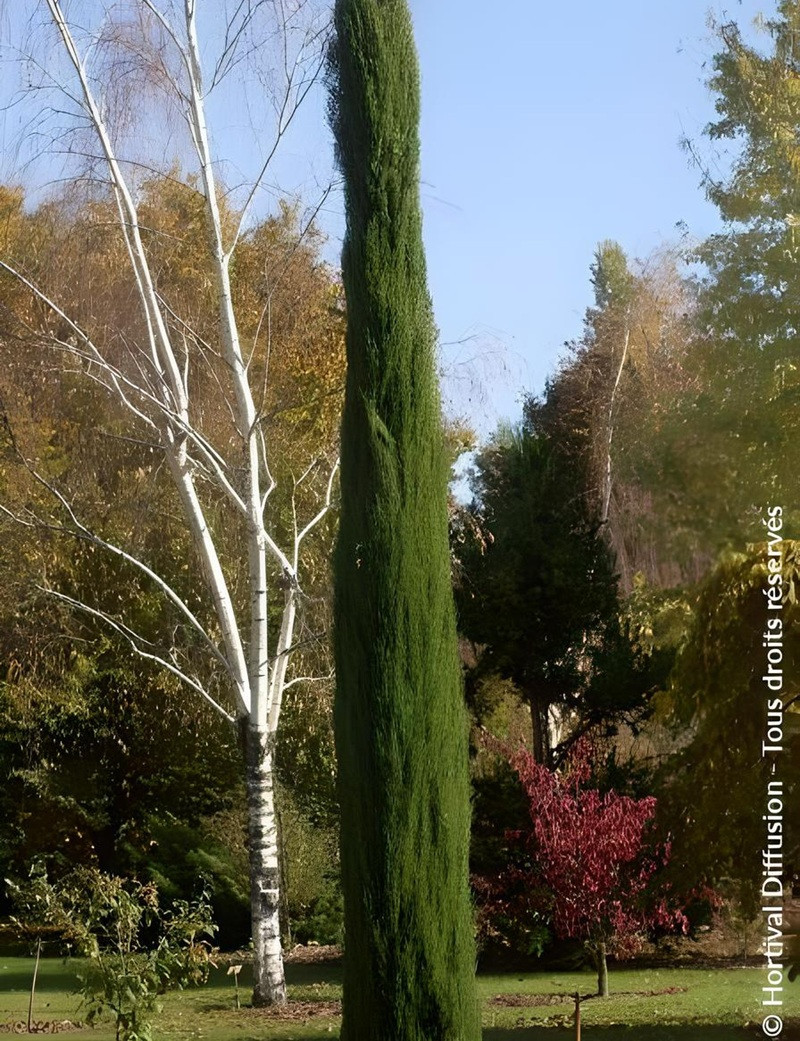 Cupressus sempervirens 'Pyramidalis' o 'Stricta' CIPRESSO TOSCANO
