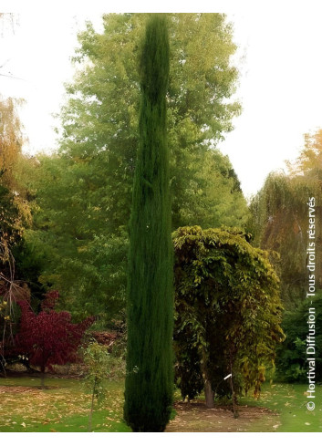 CUPRESSUS sempervirens TOTEM