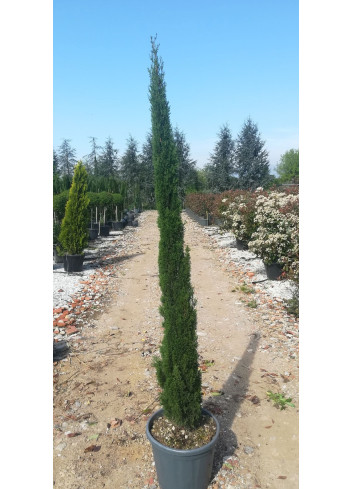 CUPRESSUS sempervirens TOTEM En pot de 25-30 litres hauteur 175-200 cm