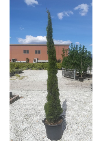CUPRESSUS sempervirens TOTEM En pot de 30-35 litres hauteur 200-250 cm
