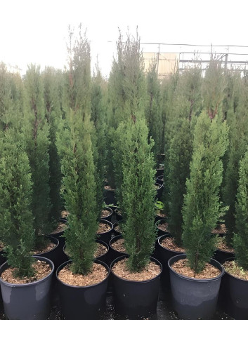 CUPRESSUS sempervirens TOTEM En pot de 7-10 litres hauteur 080-100 cm