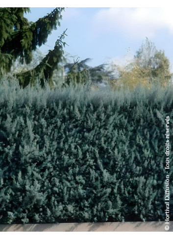 CUPRESSUS arizonica FASTIGIATA