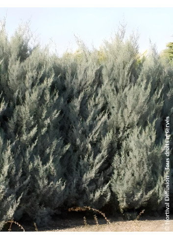 CUPRESSUS arizonica FASTIGIATA