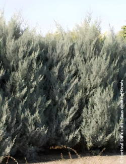 CUPRESSUS arizonica FASTIGIATA
