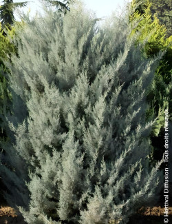 CUPRESSUS arizonica FASTIGIATA