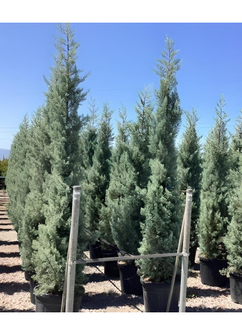 CUPRESSUS arizonica FASTIGIATA En pot de 50-70 litres hauteur 250-300 cm