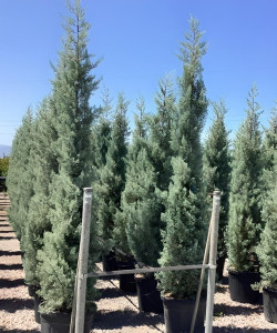 CUPRESSUS arizonica FASTIGIATA En pot de 50-70 litres hauteur 250-300 cm
