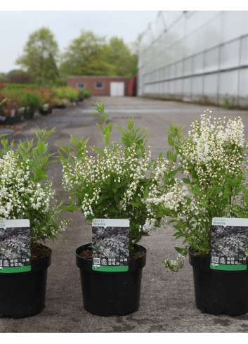 DEUTZIA gracilis En pot de 3-4 litres buisson hauteur 020-030 cm