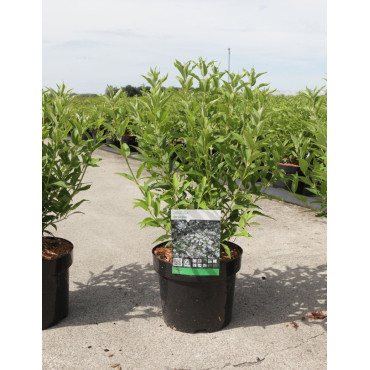DEUTZIA gracilis En pot de 4-5 litres buisson hauteur 030-040 cm