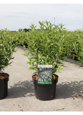 DEUTZIA gracilis En pot de 4-5 litres buisson hauteur 030-040 cm