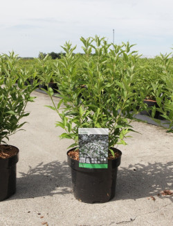 DEUTZIA gracilis En pot de 4-5 litres buisson hauteur 030-040 cm