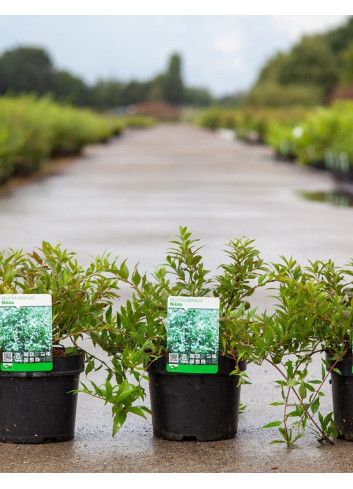 DEUTZIA gracilis NIKKO En pot de 3-4 litres buisson hauteur 030-040 cm