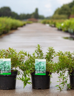 DEUTZIA gracilis NIKKO En pot de 3-4 litres buisson hauteur 030-040 cm