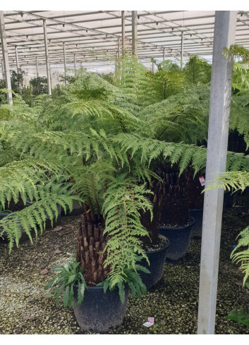 DICKSONIA antartica En pot hauteur du tronc 050-060 cm