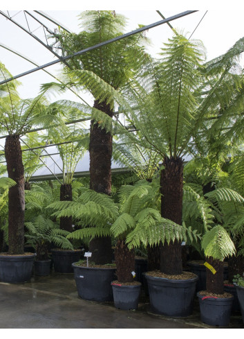 DICKSONIA antartica