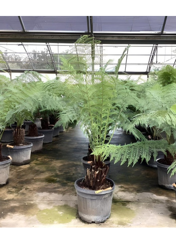 DICKSONIA antartica En pot hauteur du tronc 030-040 cm