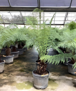 DICKSONIA antartica En pot hauteur du tronc 030-040 cm