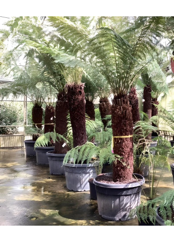 DICKSONIA antartica En pot hauteur du tronc 140-160 cm