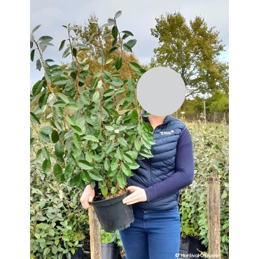 ELAEAGNUS ebbingei En pot de 7-10 litres buisson hauteur 100-125 cm