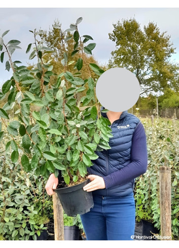 ELAEAGNUS ebbingei En pot de 7-10 litres buisson hauteur 100-125 cm