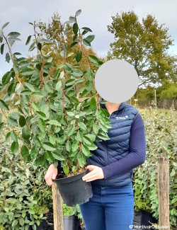 ELAEAGNUS ebbingei En pot de 7-10 litres buisson hauteur 100-125 cm