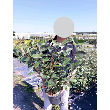 ELAEAGNUS ebbingei En pot de 4-5 litres buisson hauteur 060-080 cm