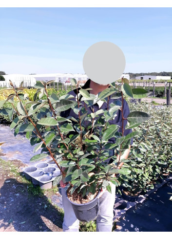 ELAEAGNUS ebbingei En pot de 4-5 litres buisson hauteur 060-080 cm