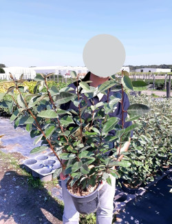 ELAEAGNUS ebbingei En pot de 4-5 litres buisson hauteur 060-080 cm