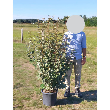 ELAEAGNUS ebbingei En pot de 15-20 litres buisson hauteur 125-150 cm