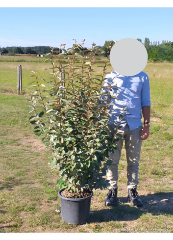 ELAEAGNUS ebbingei En pot de 15-20 litres buisson hauteur 125-150 cm