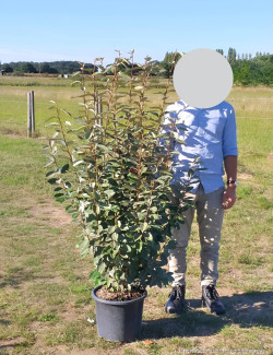 ELAEAGNUS ebbingei En pot de 15-20 litres buisson hauteur 125-150 cm