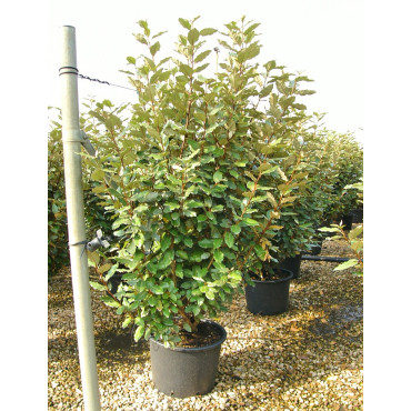 ELAEAGNUS ebbingei En pot de 30-35 litres buisson hauteur 150-175 cm
