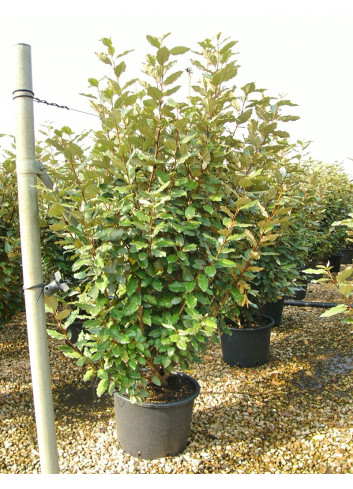 ELAEAGNUS ebbingei En pot de 30-35 litres buisson hauteur 150-175 cm