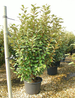 ELAEAGNUS ebbingei En pot de 30-35 litres buisson hauteur 150-175 cm