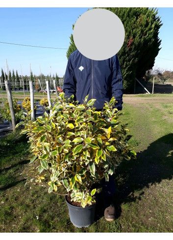 ELAEAGNUS ebbingei Gilt hedge En pot de 10-12 litres buisson hauteur 070-080 cm