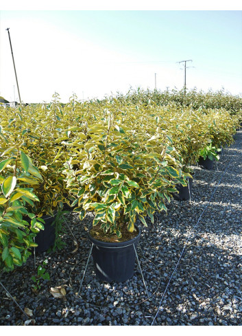 ELAEAGNUS ebbingei Gilt hedge En pot de 15-20 litres buisson hauteur 080-100 cm