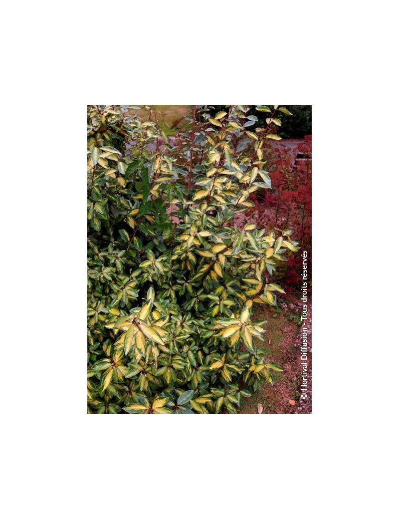 ELAEAGNUS ebbingei LIMELIGHT ELAEAGNUS ebbingei LIMELIGHT