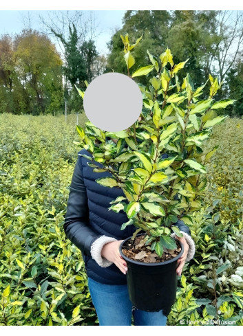 ELAEAGNUS ebbingei MARYLINE En pot de 4-5 litres buisson hauteur 030-040 cm