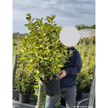 ELAEAGNUS ebbingei MARYLINE En pot de 10-12 litres buisson hauteur 060-080 cm