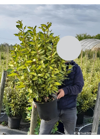 ELAEAGNUS ebbingei MARYLINE En pot de 10-12 litres buisson hauteur 060-080 cm