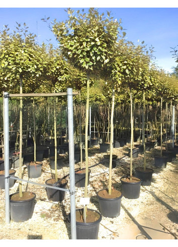 ELAEAGNUS ebbingei VIVELEG En pot de 30-35 litres tige hauteur du tronc 190-210 cm circonférence du tronc 08-10 cm