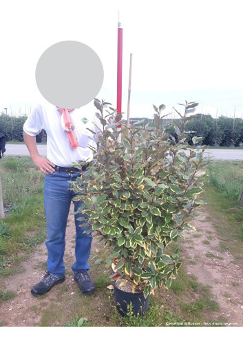 ELAEAGNUS ebbingei VIVELEG En pot de 15-20 litres buisson hauteur 080-100 cm