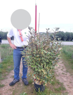 ELAEAGNUS ebbingei VIVELEG En pot de 15-20 litres buisson hauteur 080-100 cm