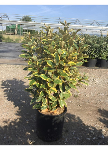 ELAEAGNUS ebbingei VIVELEG En pot de 10-12 litres buisson hauteur 070-080 cm