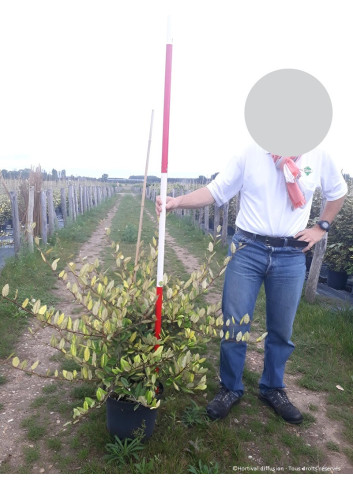 ELAEAGNUS pungens MACULATA AUREA En pot de 10-12 litres buisson hauteur 060-080 cm