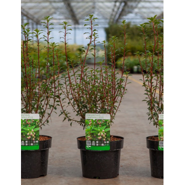 ENKIANTHUS campanulatus En pot de 3-4 litres buisson hauteur 030-040 cm